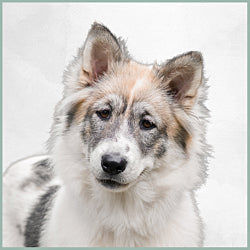 Plaques Bangkaew de Thaïlande