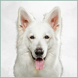 Plaques Berger blanc Suisse