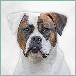 Plaques Bouledogue Américain