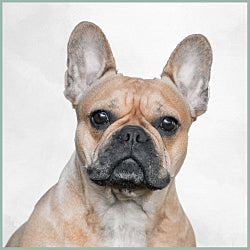 Plaques Bouledogue Français