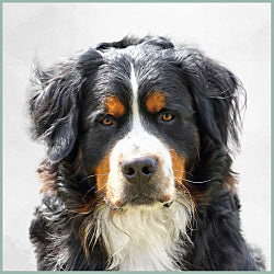 Plaques Bouvier Bernois