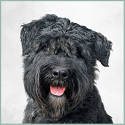 Plaques Bouvier des Flandres