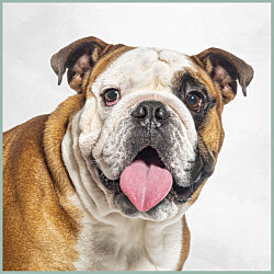 Plaques Bulldog Anglais