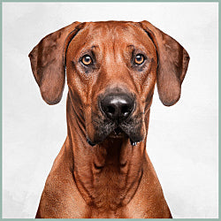 Plaques Rhodesian Ridgeback