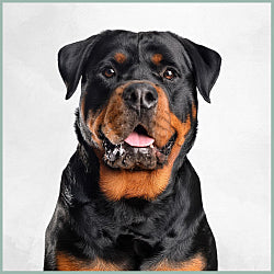 Plaques Rottweiler