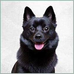 Plaques Schipperke