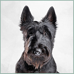 Plaques Scottish Terrier