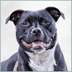 Plaques Staffie