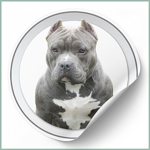 Stickers American Bully