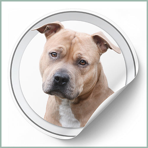 Stickers American Staffordshire
