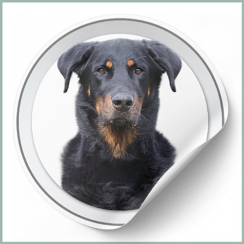 Stickers Beauceron
