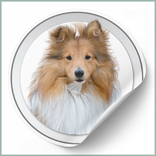 Stickers berger des Shetland