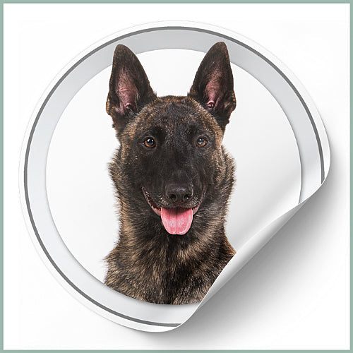 Stickers Berger Hollandais