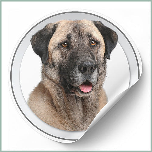 Stickers Kangal (Berger d'Anatolie)