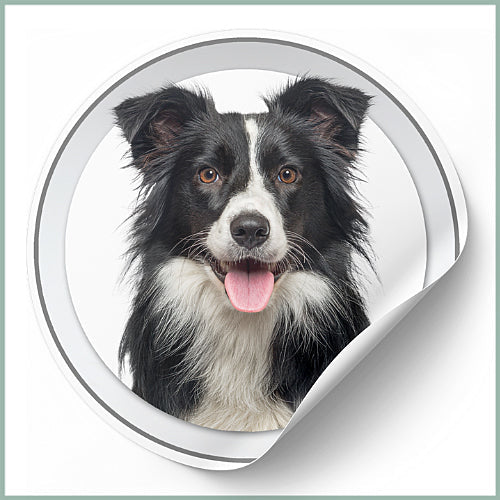 Stickers Border Collie