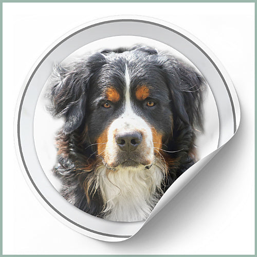 Stickers Bouvier Bernois