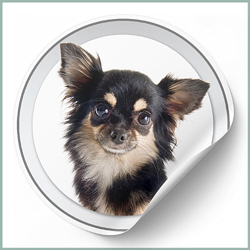 Stickers Chihuahua