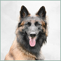 Plaques Berger Belge Tervueren