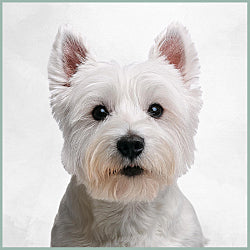 Plaques Westie
