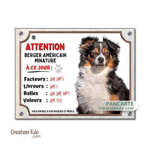 plaque berger américain miniature tricolore humour à ce jour facteur panneau attention au chien