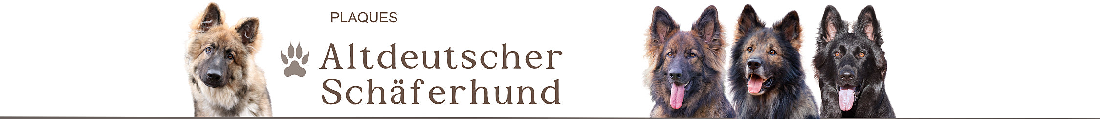 altdeutscher schaferhund berger allemand