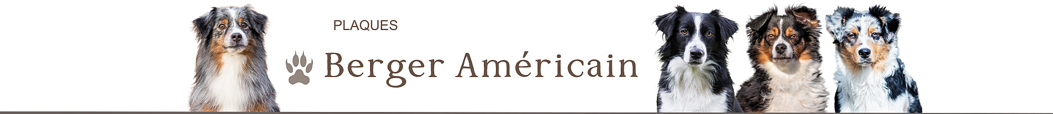 je monte la garde berger américain