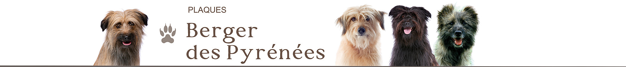 berger des pyrénées je monte la garde