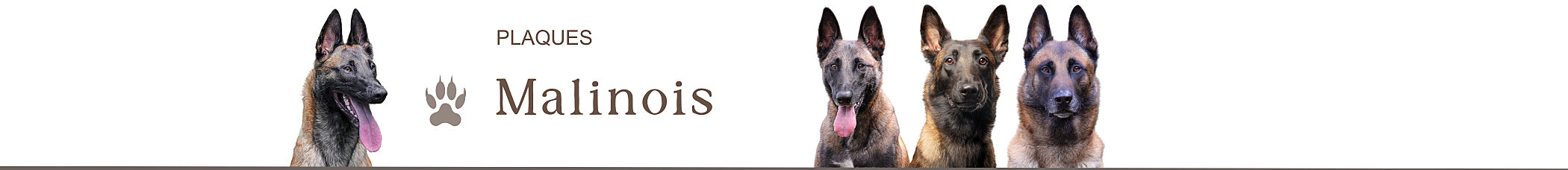 malinois